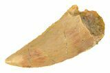 Serrated, Raptor Tooth - Real Dinosaur Tooth #285158-1
